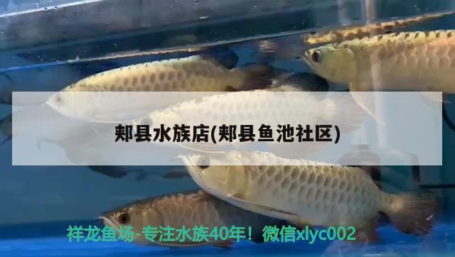 郟縣水族店(郟縣魚池社區(qū))