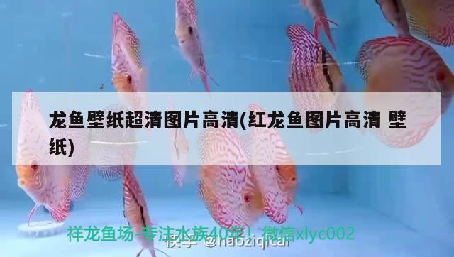 龍魚壁紙超清圖片高清(紅龍魚圖片高清壁紙)