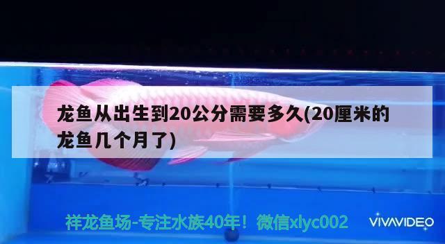 龍魚從出生到20公分需要多久(20厘米的龍魚幾個月了)