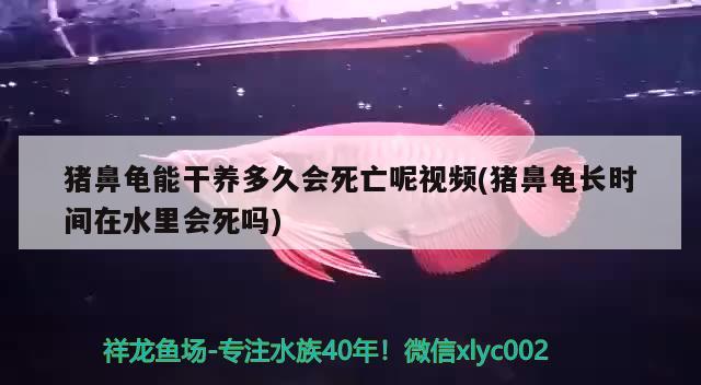 豬鼻龜能干養(yǎng)多久會(huì)死亡呢視頻(豬鼻龜長(zhǎng)時(shí)間在水里會(huì)死嗎) 豬鼻龜百科 第2張