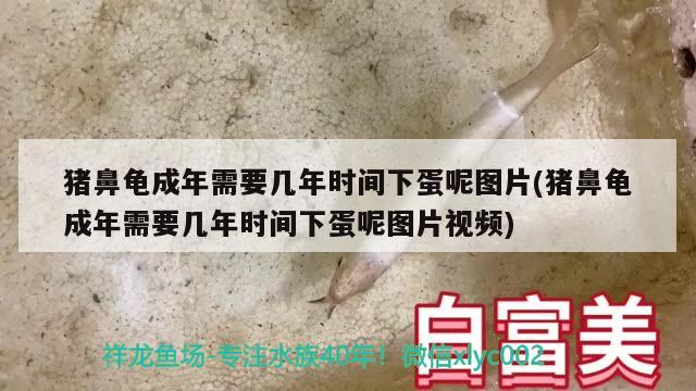 豬鼻龜成年需要幾年時間下蛋呢圖片(豬鼻龜成年需要幾年時間下蛋呢圖片視頻)