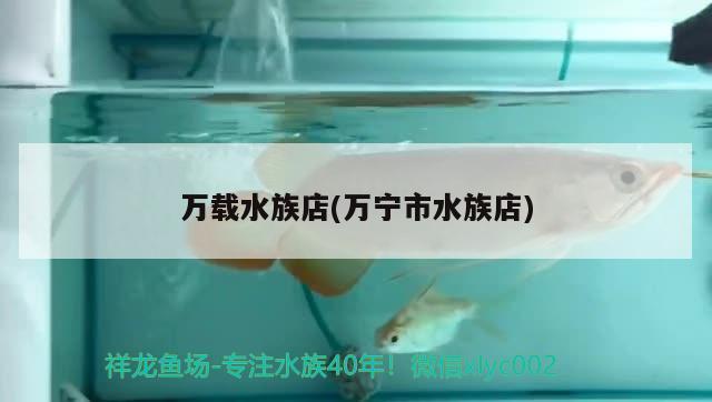 萬載水族店(萬寧市水族店) 斑馬狗頭魚