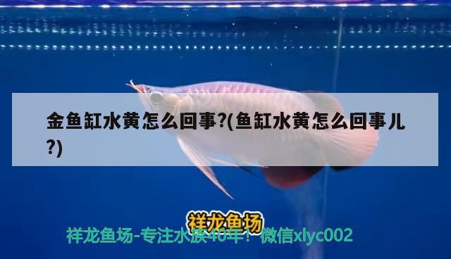 金魚缸水黃怎么回事？(魚缸水黃怎么回事兒？) 飛鳳魚