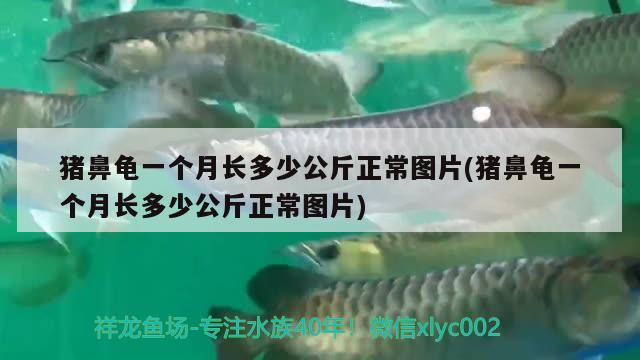 豬鼻龜一個(gè)月長多少公斤正常圖片(豬鼻龜一個(gè)月長多少公斤正常圖片) 豬鼻龜百科