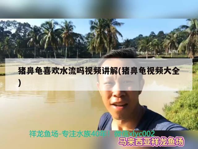 豬鼻龜喜歡水流嗎視頻講解(豬鼻龜視頻大全)