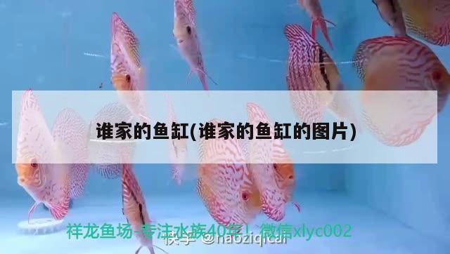 誰家的魚缸(誰家的魚缸的圖片)