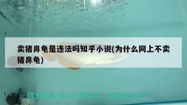 賣豬鼻龜是違法嗎知乎小說(為什么網(wǎng)上不賣豬鼻龜) 豬鼻龜