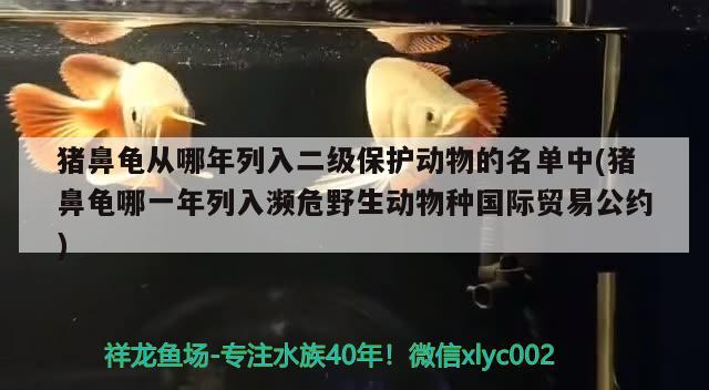 豬鼻龜從哪年列入二級保護動物的名單中(豬鼻龜哪一年列入瀕危野生動物種國際貿易公約)