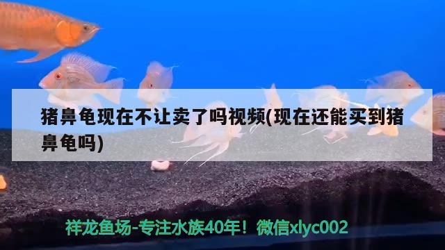 豬鼻龜現(xiàn)在不讓賣(mài)了嗎視頻(現(xiàn)在還能買(mǎi)到豬鼻龜嗎)