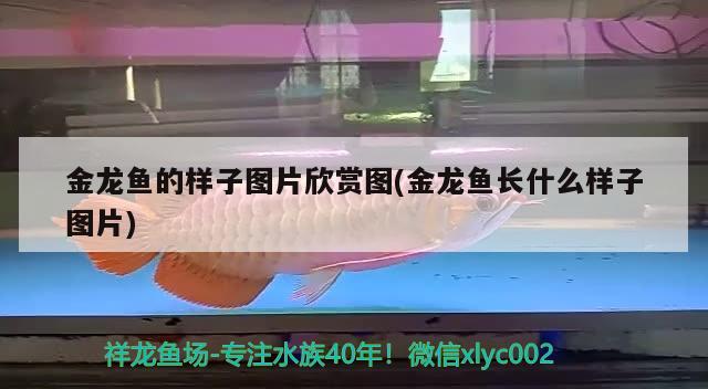 金龍魚的樣子圖片欣賞圖(金龍魚長什么樣子圖片) 魟魚百科