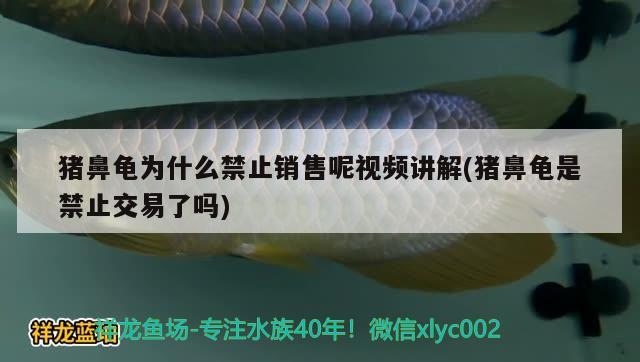 豬鼻龜為什么禁止銷售呢視頻講解(豬鼻龜是禁止交易了嗎) 豬鼻龜