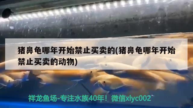 豬鼻龜哪年開始禁止買賣的(豬鼻龜哪年開始禁止買賣的動物)