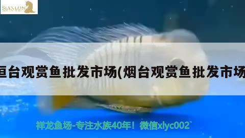 桓臺(tái)觀賞魚批發(fā)市場(chǎng)(煙臺(tái)觀賞魚批發(fā)市場(chǎng)) 觀賞魚批發(fā)