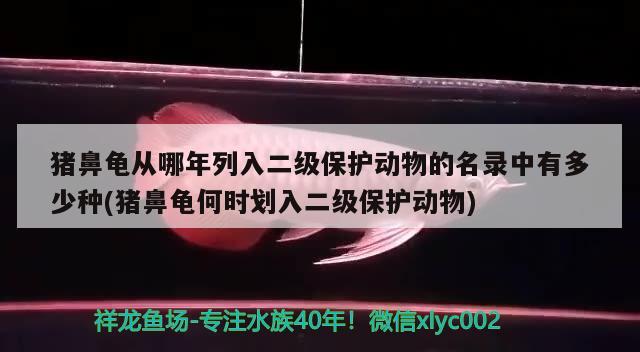 豬鼻龜從哪年列入二級(jí)保護(hù)動(dòng)物的名錄中有多少種(豬鼻龜何時(shí)劃入二級(jí)保護(hù)動(dòng)物) 豬鼻龜