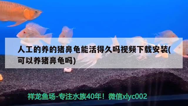 人工的養(yǎng)的豬鼻龜能活得久嗎視頻下載安裝(可以養(yǎng)豬鼻龜嗎) 豬鼻龜