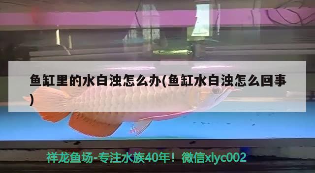 魚缸里的水白濁怎么辦(魚缸水白濁怎么回事)