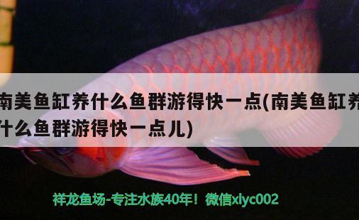 南美魚缸養(yǎng)什么魚群游得快一點(南美魚缸養(yǎng)什么魚群游得快一點兒)