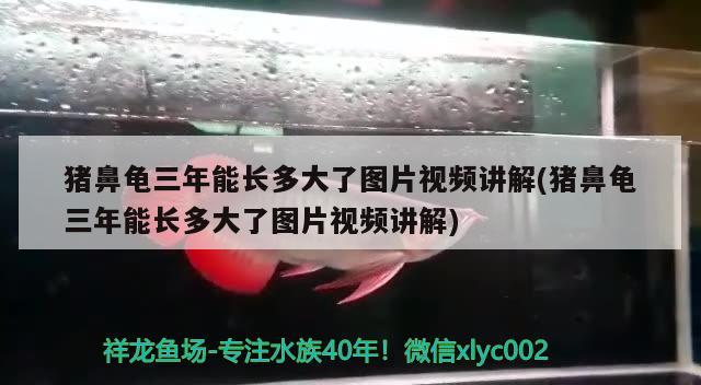 豬鼻龜三年能長多大了圖片視頻講解(豬鼻龜三年能長多大了圖片視頻講解) 豬鼻龜