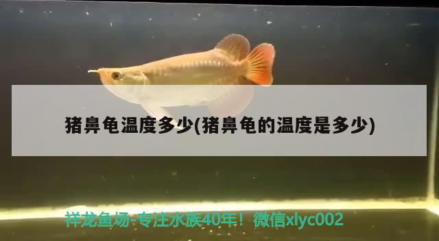 豬鼻龜溫度多少(豬鼻龜?shù)臏囟仁嵌嗌? 豬鼻龜