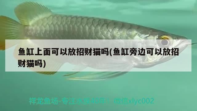 魚(yú)缸上面可以放招財(cái)貓嗎(魚(yú)缸旁邊可以放招財(cái)貓嗎)