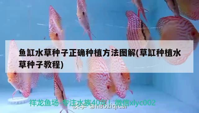 魚缸水草種子正確種植方法圖解(草缸種植水草種子教程)