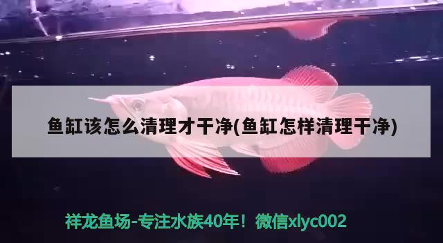 魚缸該怎么清理才干凈(魚缸怎樣清理干凈) 黃鰭鯧魚