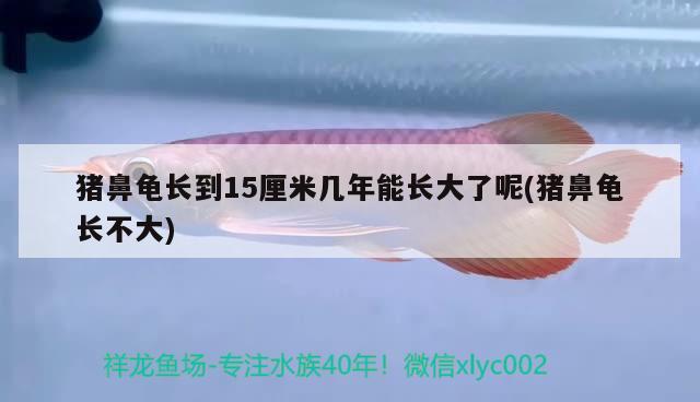 豬鼻龜長到15厘米幾年能長大了呢(豬鼻龜長不大) 豬鼻龜百科