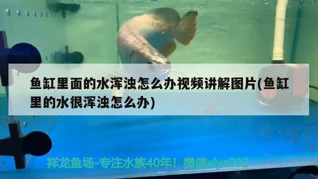 魚缸里面的水渾濁怎么辦視頻講解圖片(魚缸里的水很渾濁怎么辦)