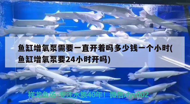 魚缸增氧泵需要一直開著嗎多少錢一個小時(魚缸增氧泵要24小時開嗎) 帝王血鉆