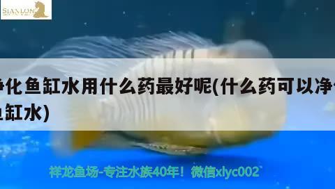 凈化魚缸水用什么藥最好呢(什么藥可以凈化魚缸水) 三間鼠魚苗