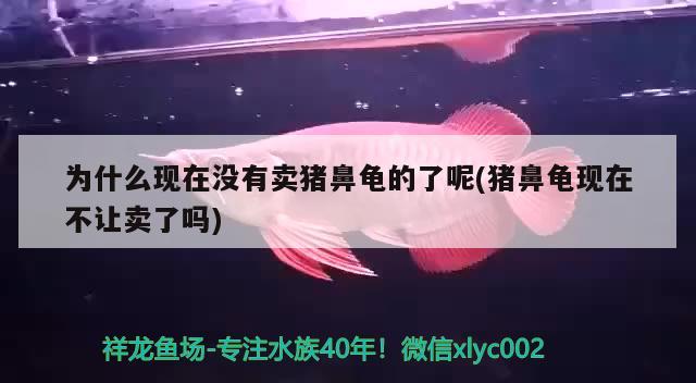 為什么現(xiàn)在沒(méi)有賣(mài)豬鼻龜?shù)牧四?豬鼻龜現(xiàn)在不讓賣(mài)了嗎)