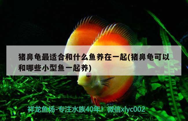 豬鼻龜最適合和什么魚養(yǎng)在一起(豬鼻龜可以和哪些小型魚一起養(yǎng)) 豬鼻龜