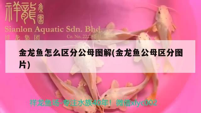 金龍魚怎么區(qū)分公母圖解(金龍魚公母區(qū)分圖片) 一眉道人魚苗