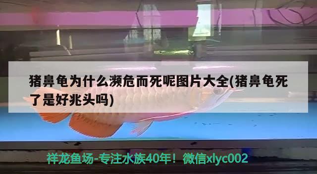 豬鼻龜為什么瀕危而死呢圖片大全(豬鼻龜死了是好兆頭嗎) 豬鼻龜