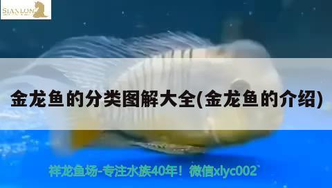 金龍魚的分類圖解大全(金龍魚的介紹)