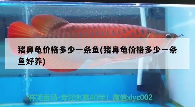 豬鼻龜價格多少一條魚(豬鼻龜價格多少一條魚好養(yǎng))