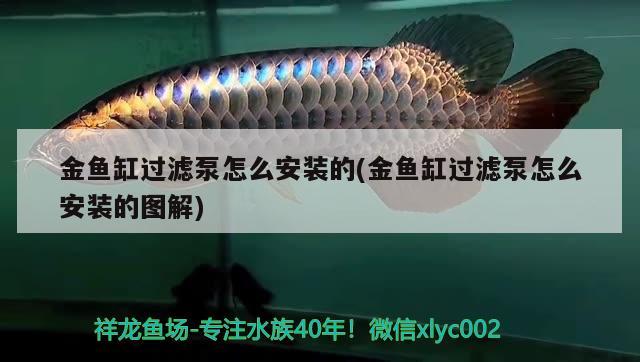 金魚缸過濾泵怎么安裝的(金魚缸過濾泵怎么安裝的圖解) 鸚鵡魚