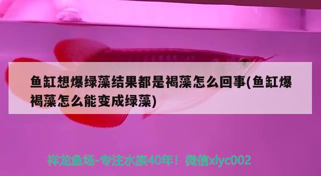 魚缸想爆綠藻結果都是褐藻怎么回事(魚缸爆褐藻怎么能變成綠藻) 虎魚魚苗