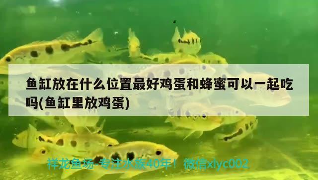 魚缸放在什么位置最好雞蛋和蜂蜜可以一起吃嗎(魚缸里放雞蛋) 黑帝王魟魚