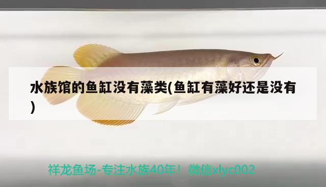 水族館的魚(yú)缸沒(méi)有藻類(lèi)(魚(yú)缸有藻好還是沒(méi)有) 高背金龍魚(yú)