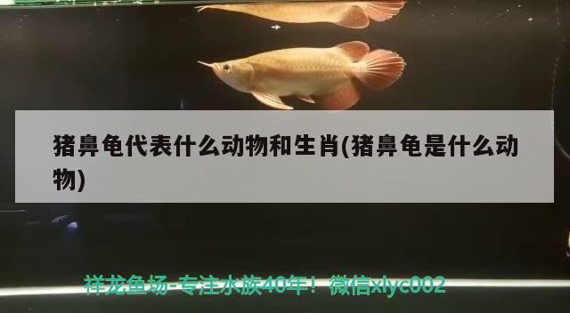 豬鼻龜代表什么動(dòng)物和生肖(豬鼻龜是什么動(dòng)物) 豬鼻龜