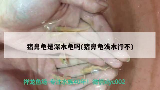 豬鼻龜是深水龜嗎(豬鼻龜淺水行不) 豬鼻龜百科