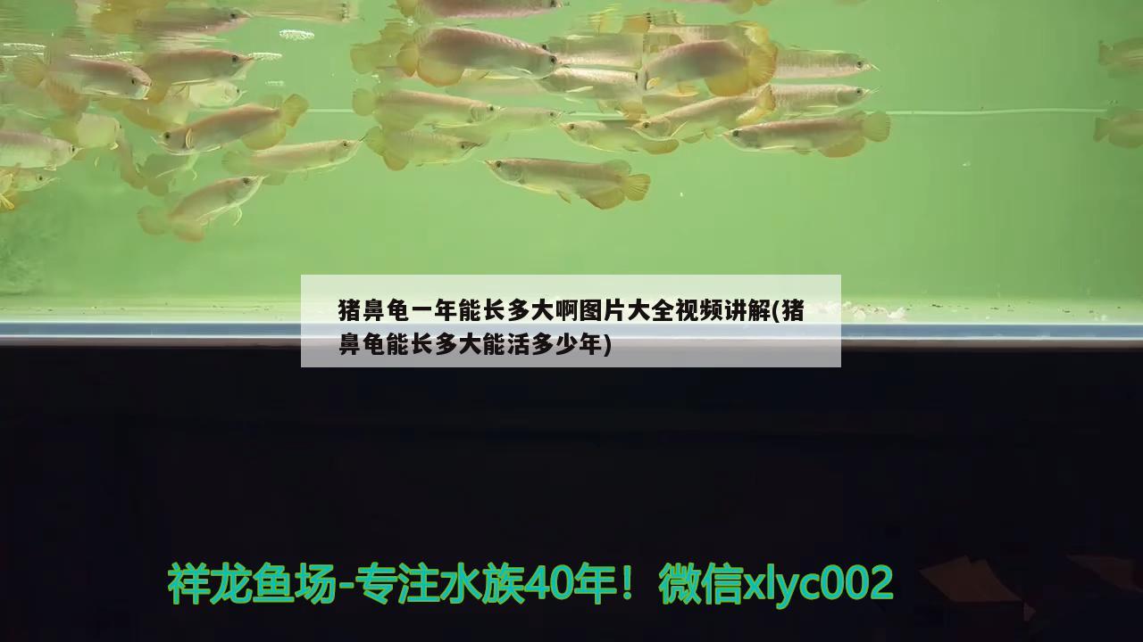 豬鼻龜一年能長多大啊圖片大全視頻講解(豬鼻龜能長多大能活多少年)