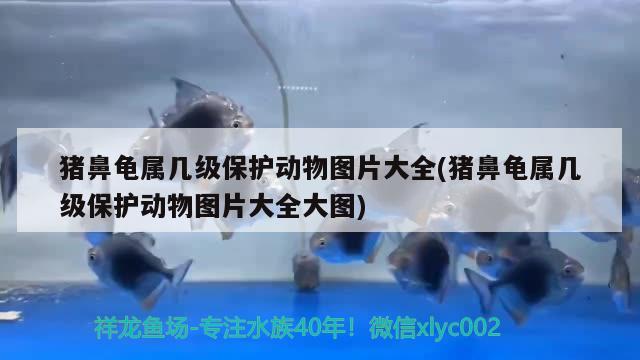 豬鼻龜屬幾級(jí)保護(hù)動(dòng)物圖片大全(豬鼻龜屬幾級(jí)保護(hù)動(dòng)物圖片大全大圖)