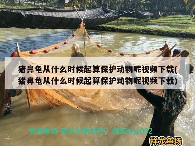 豬鼻龜從什么時(shí)候起算保護(hù)動(dòng)物呢視頻下載(豬鼻龜從什么時(shí)候起算保護(hù)動(dòng)物呢視頻下載)