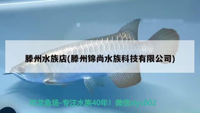 滕州水族店(滕州錦尚水族科技有限公司)