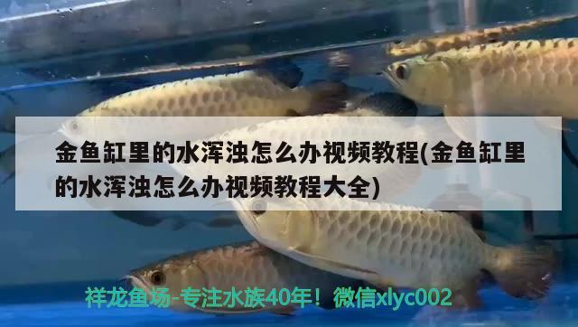 金魚缸里的水渾濁怎么辦視頻教程(金魚缸里的水渾濁怎么辦視頻教程大全)