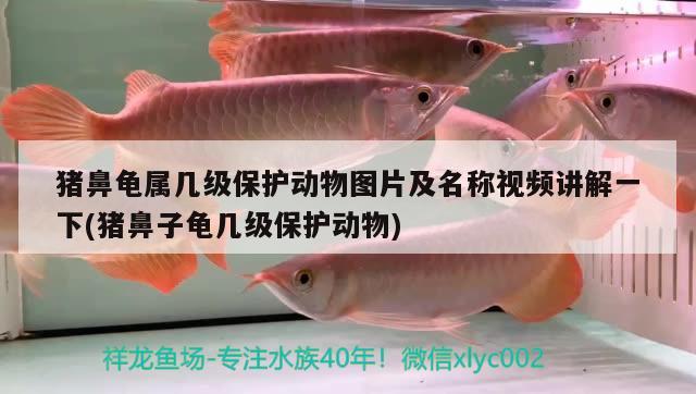 豬鼻龜屬幾級保護動物圖片及名稱視頻講解一下(豬鼻子龜幾級保護動物) 豬鼻龜