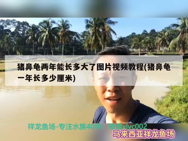 豬鼻龜兩年能長多大了圖片視頻教程(豬鼻龜一年長多少厘米)