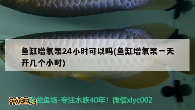 魚缸增氧泵24小時(shí)可以嗎(魚缸增氧泵一天開幾個(gè)小時(shí)) 黃金夢幻雷龍魚